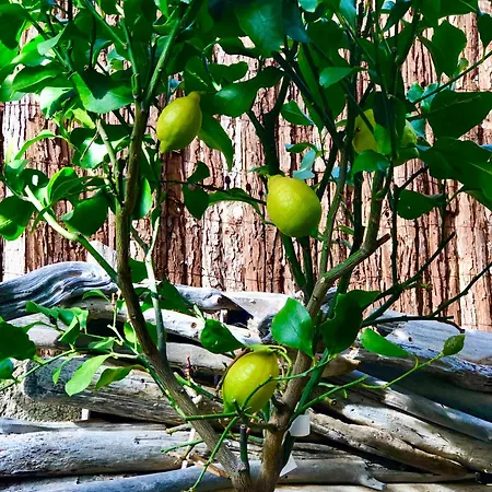 Golf Saint Tropez Rez De Jardin Vue Piscine * グリモー